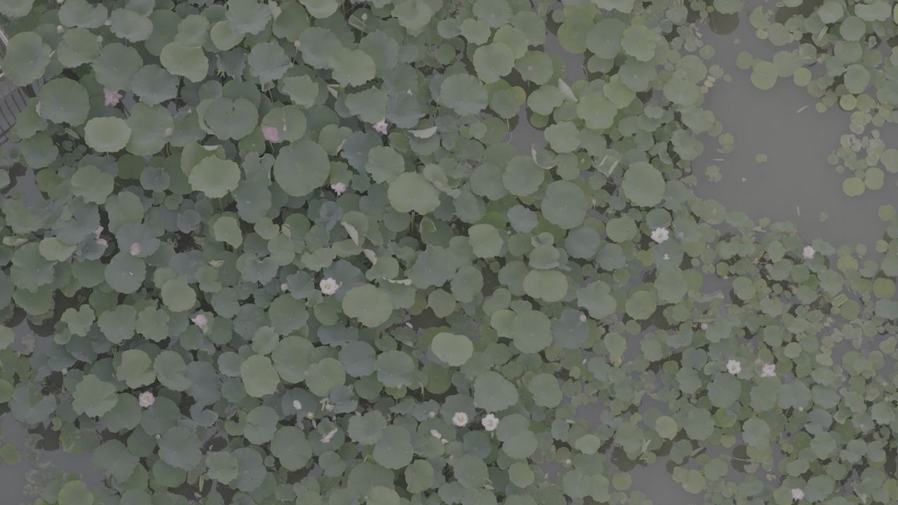 荷塘静谧