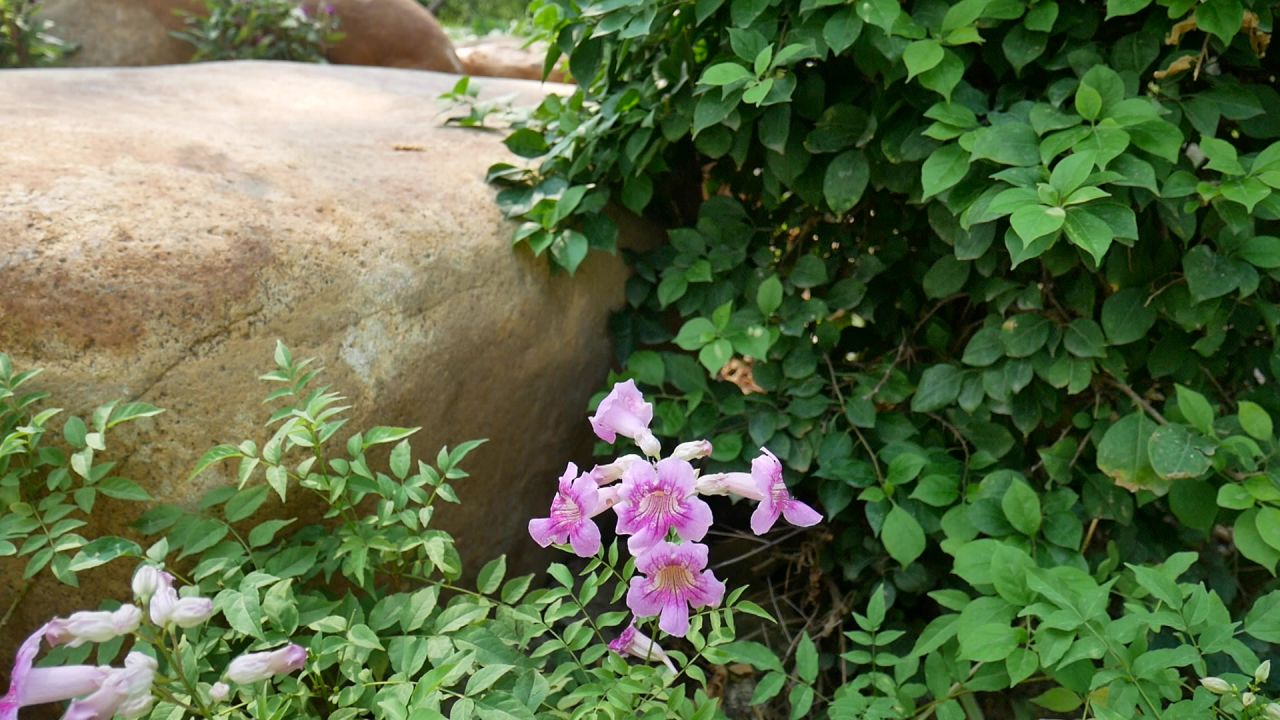 大石旁的粉色凌霄花