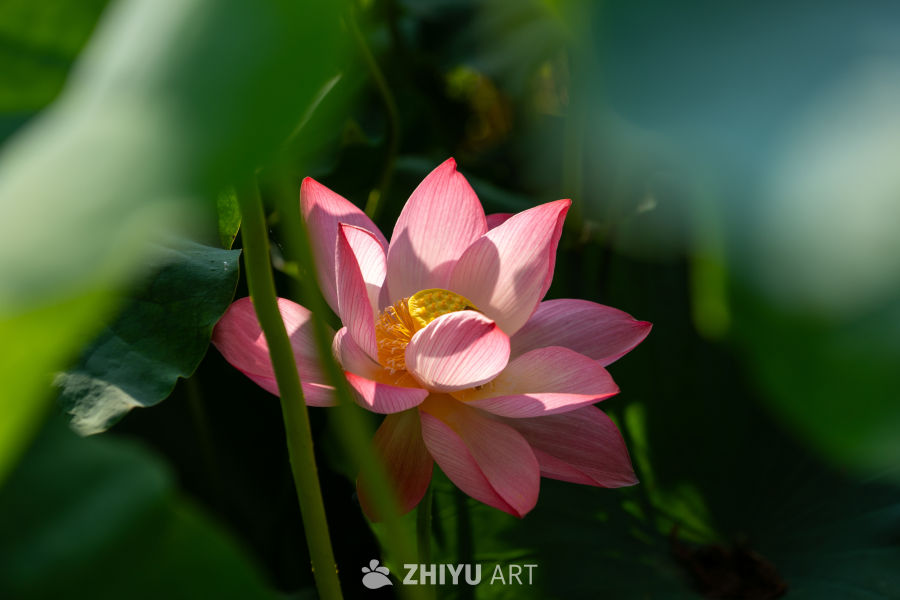 荷花 67