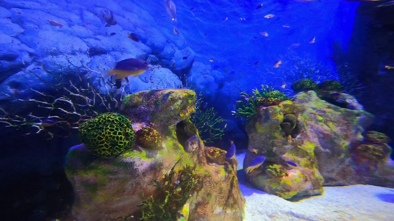 射线魟鱼水下水族馆