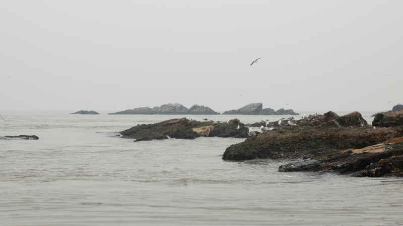 威海海驴岛海鸥 31
