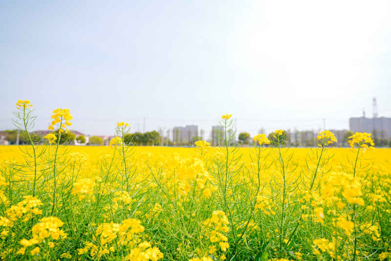 油菜花 5