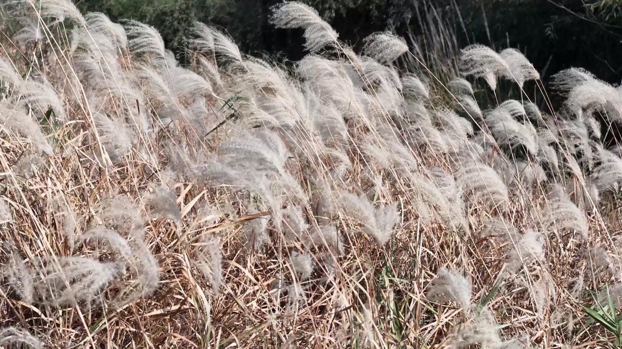 秋日芦苇随风舞