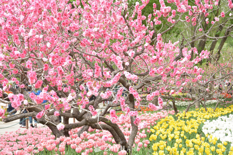 山桃花