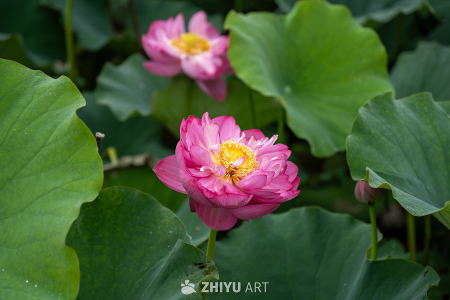 荷花 46