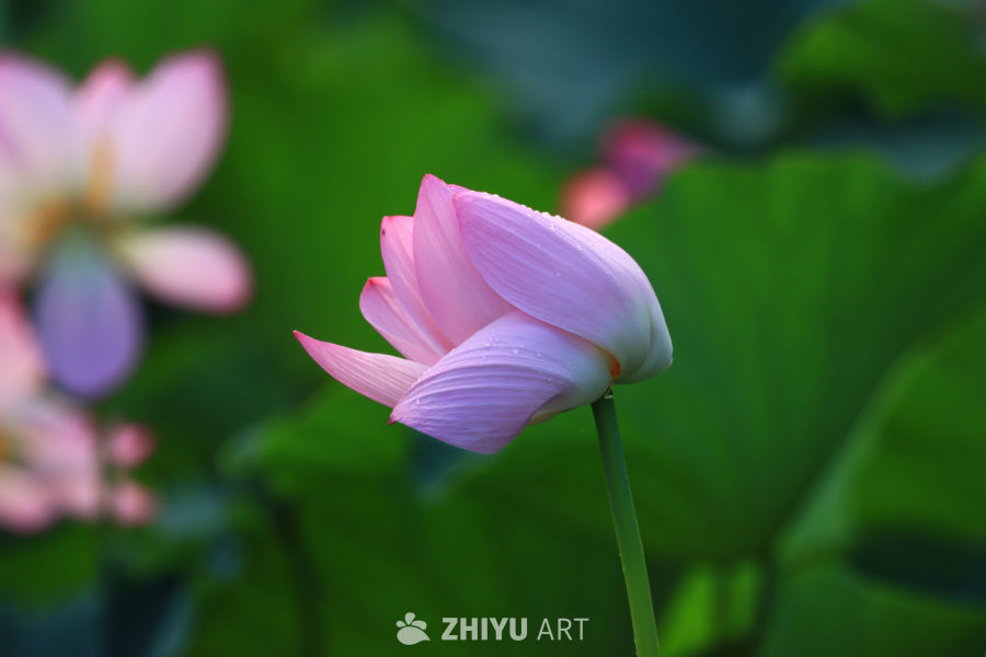 盛夏荷花 153