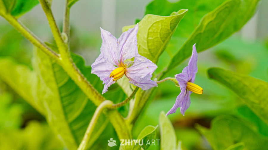 紫色茄子花绽放