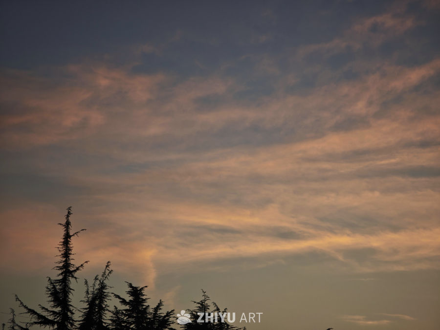 夕阳下的松树剪影