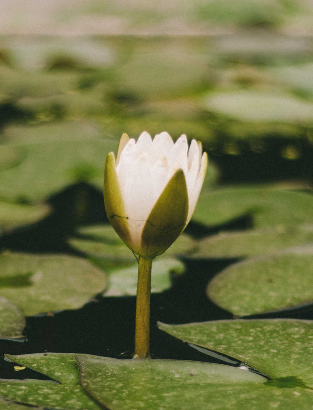 杂