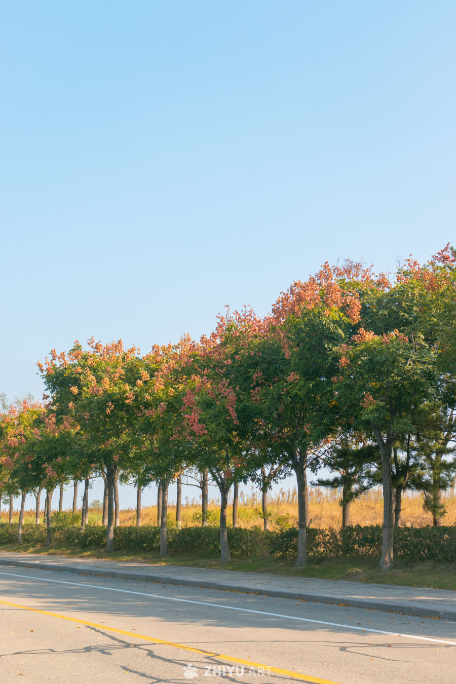 秋日 road side 树影婆娑