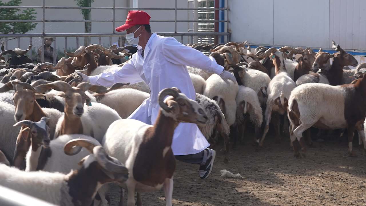 养殖场兽医防疫工作