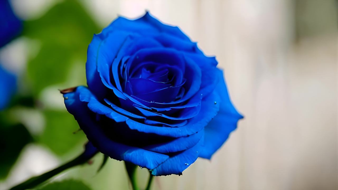 一朵美丽的蓝色玫瑰，花瓣娇艳，花茎修长。它芳香扑鼻