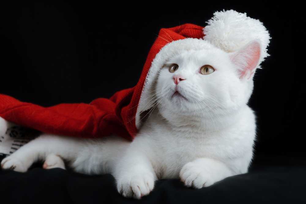 圣诞猫