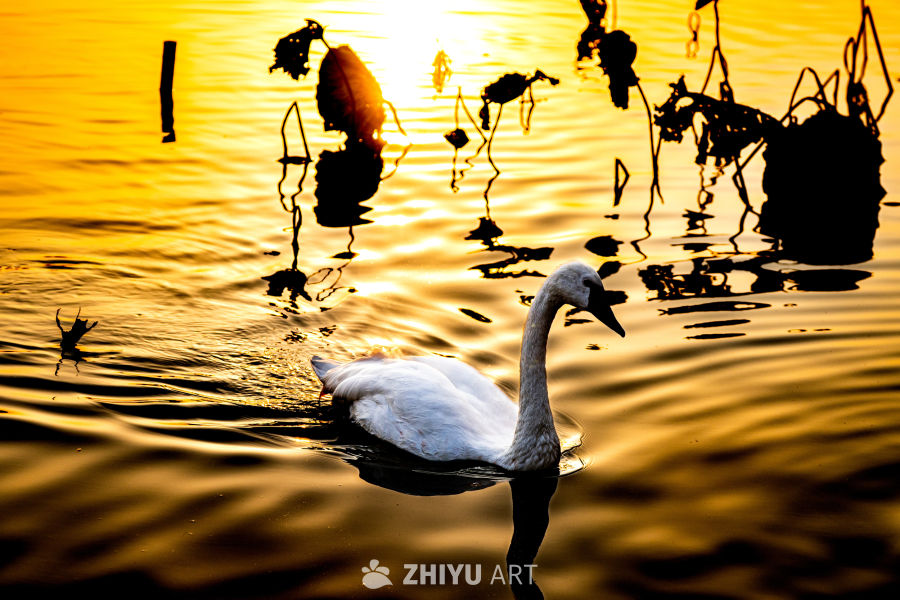 夕阳下的天鹅静影