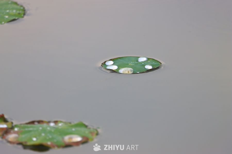 盛夏荷花 17