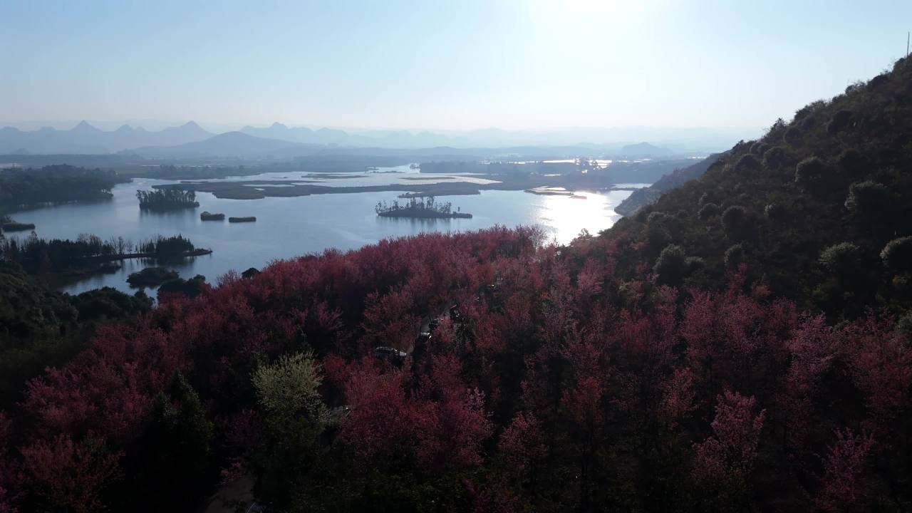 湖畔樱花盛开