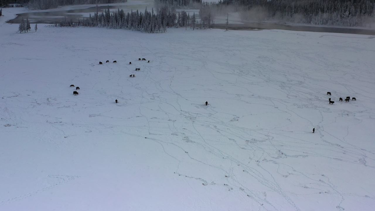 雪地上的马群