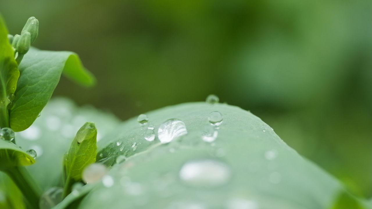 下雨水滴植物慢镜头4K