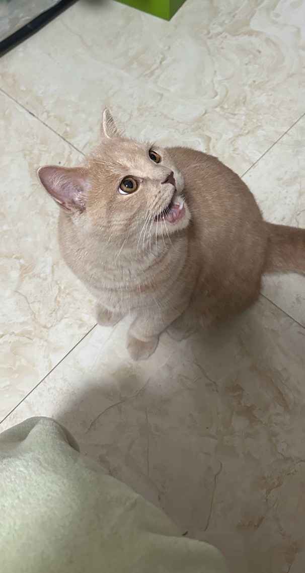 可爱的猫猫，谁能抗拒呢 26