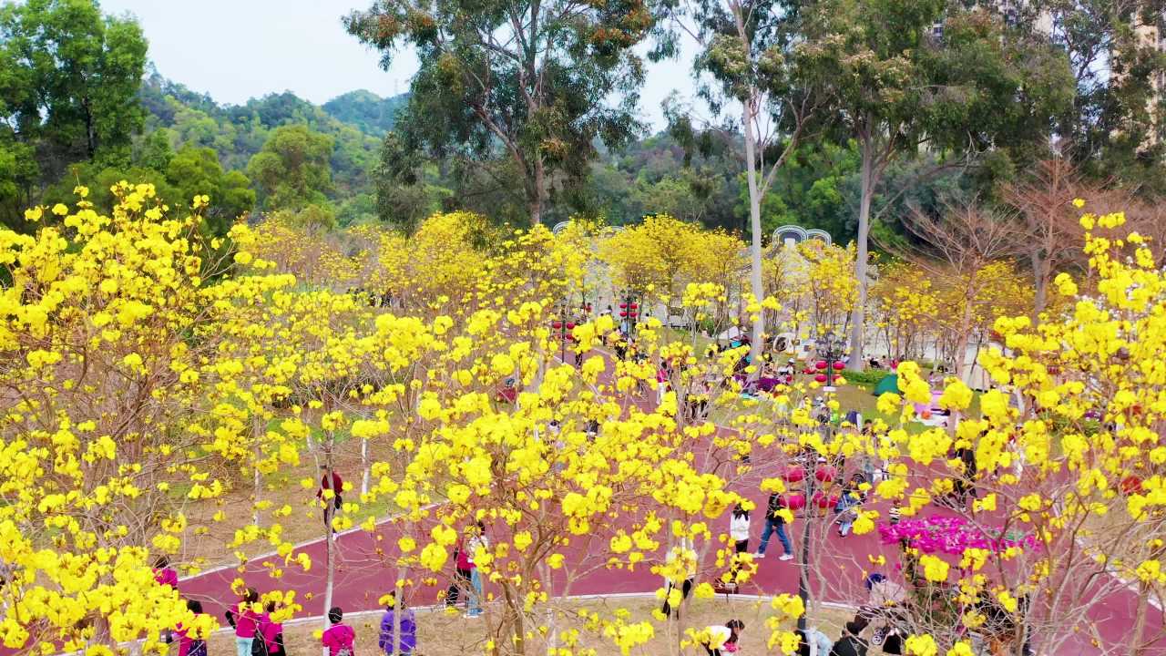 珠海市民赏香山湖公园黄花风铃花木景观 