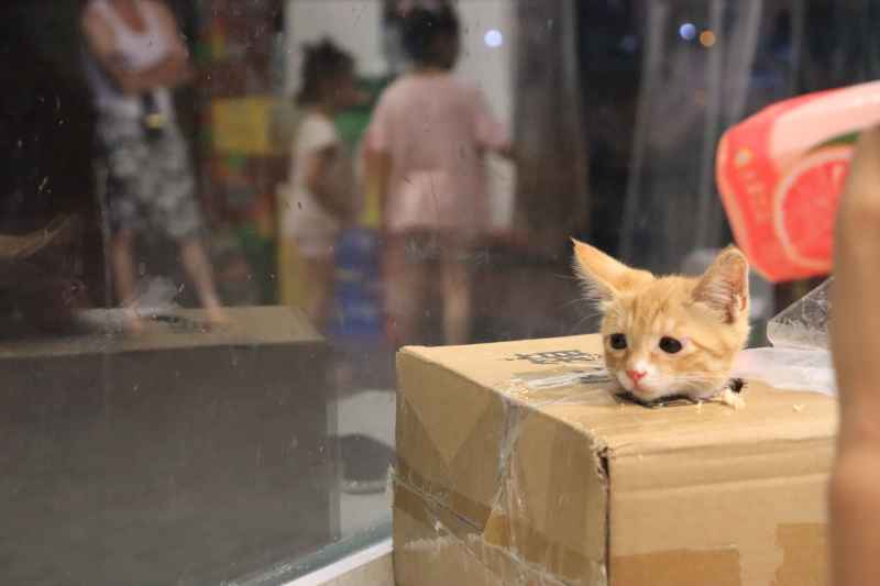 箱中小猫