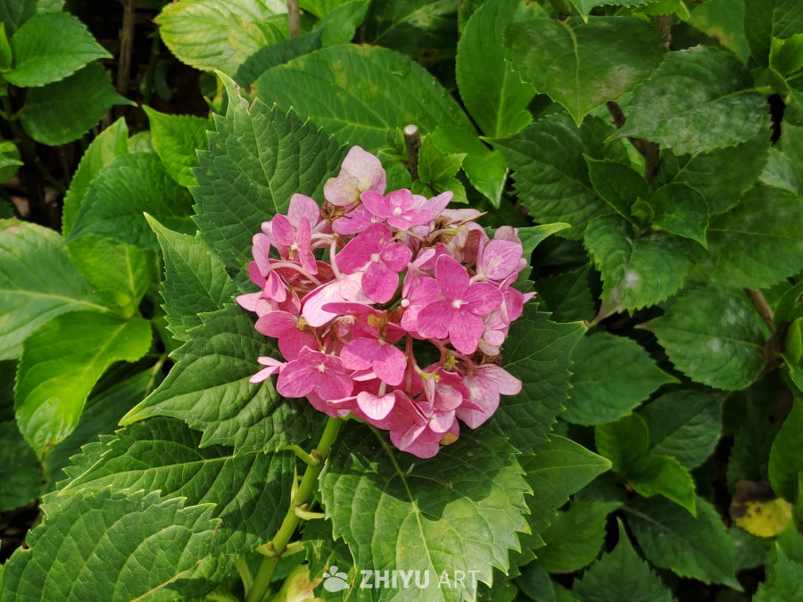 各种颜色的绣球花 5