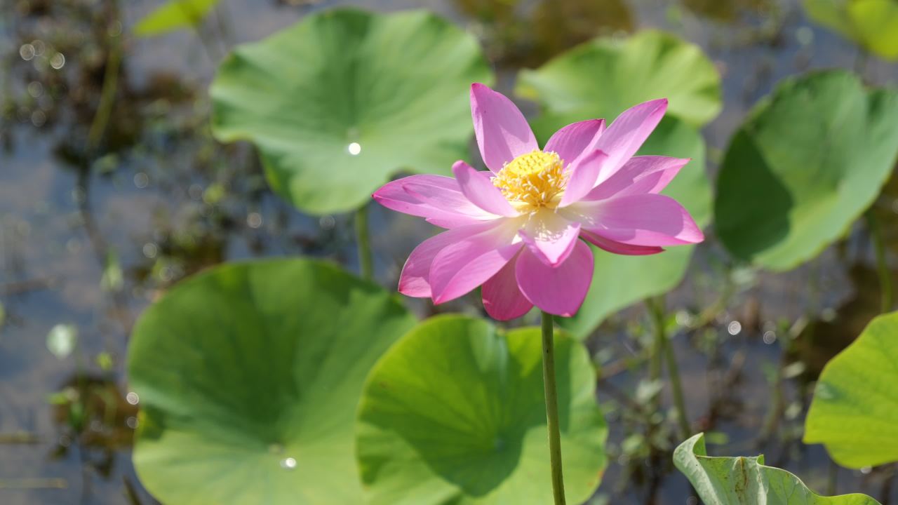 荷花（二） 43