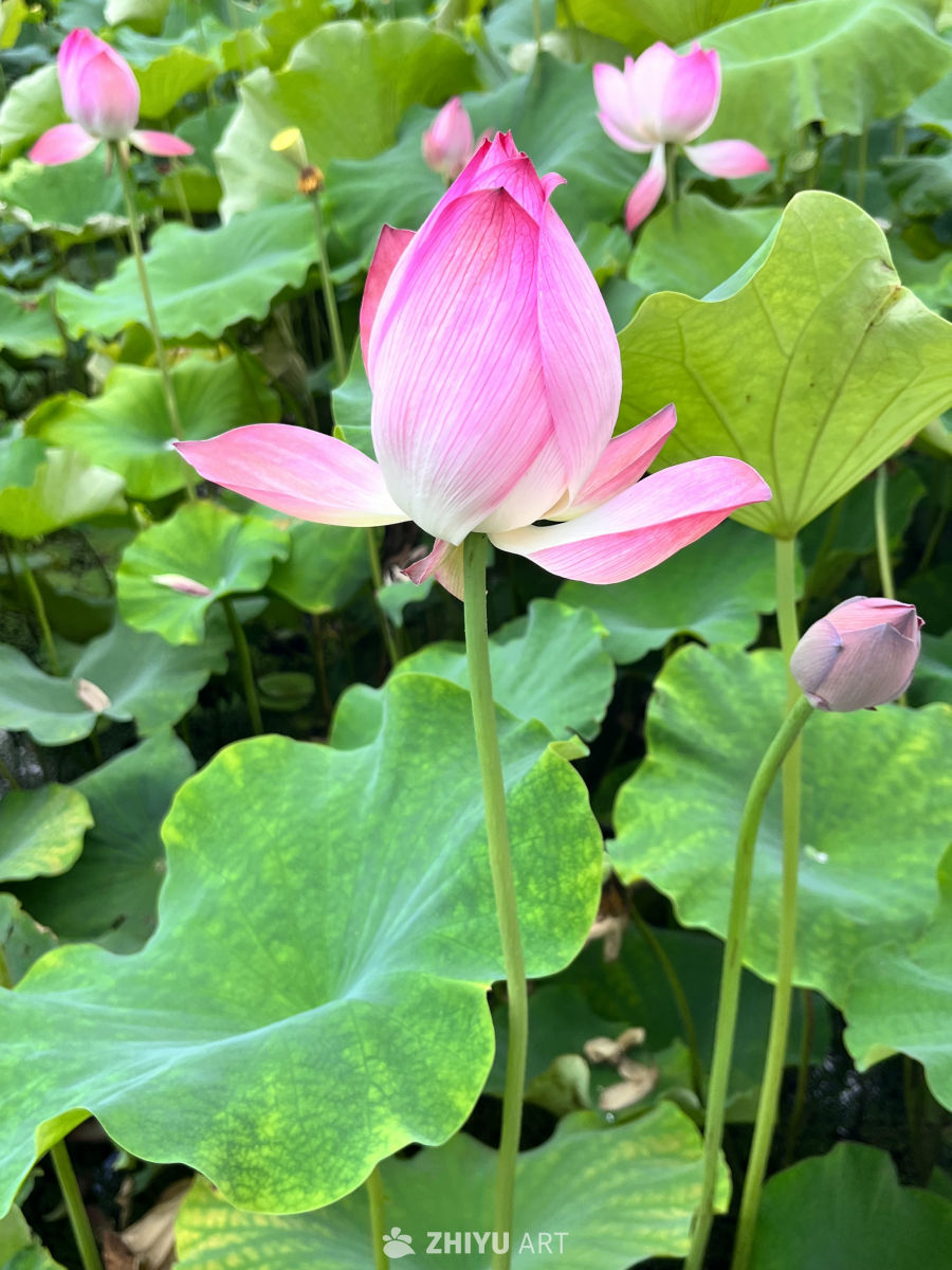 粉嫩莲花与绿叶共舞