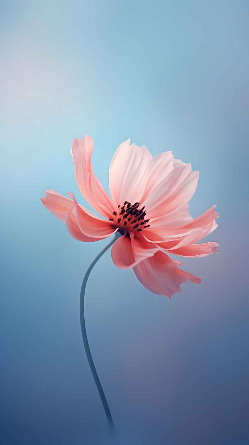花的艺术高清背景图 7