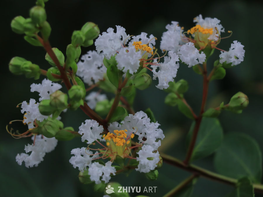 白花绽放的春天