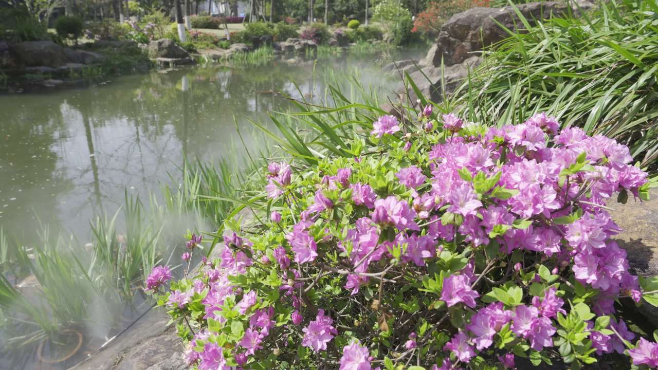 花园中的粉色花海