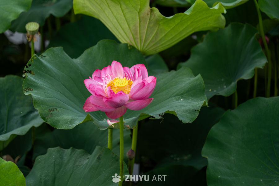 荷花 50