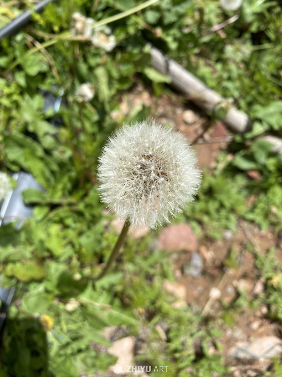春日蒲公英随风飘
