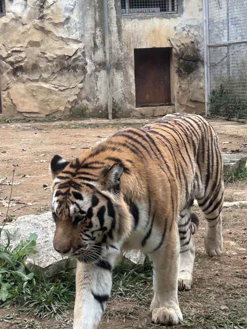 黔灵山之旅 9
