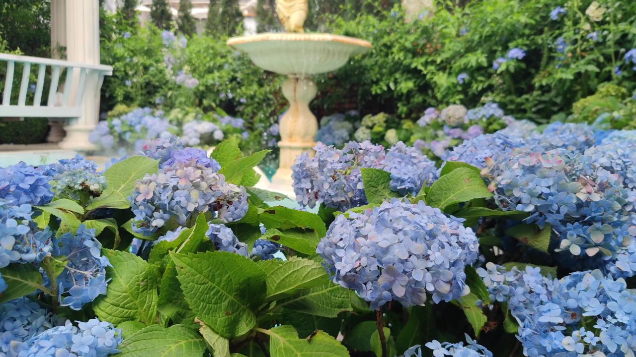 绣球花喷泉