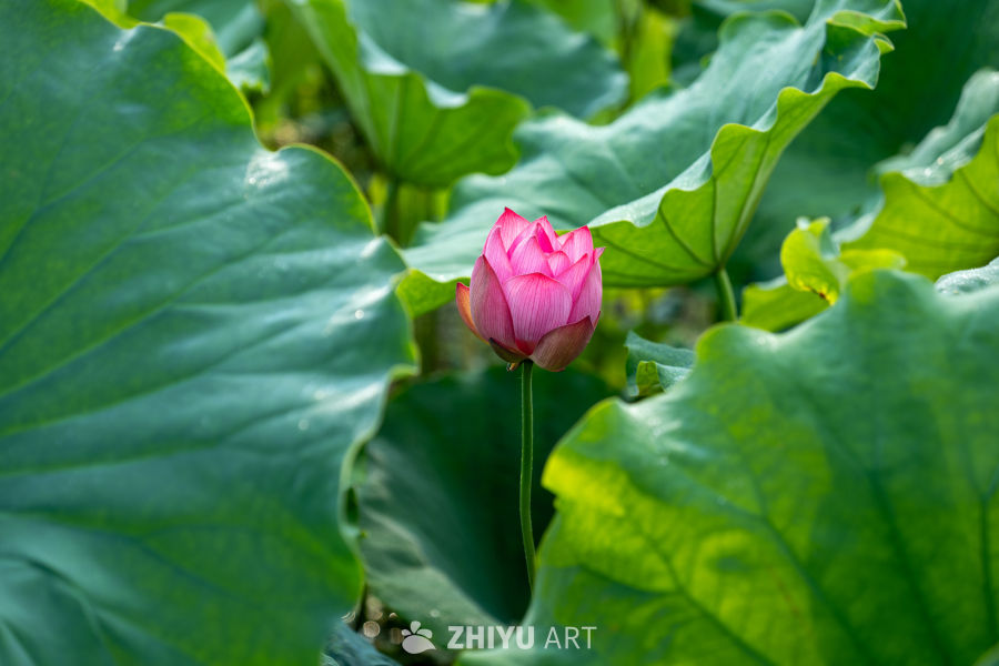 荷花 42