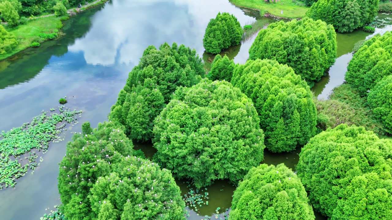 湖畔绿树与鸟群