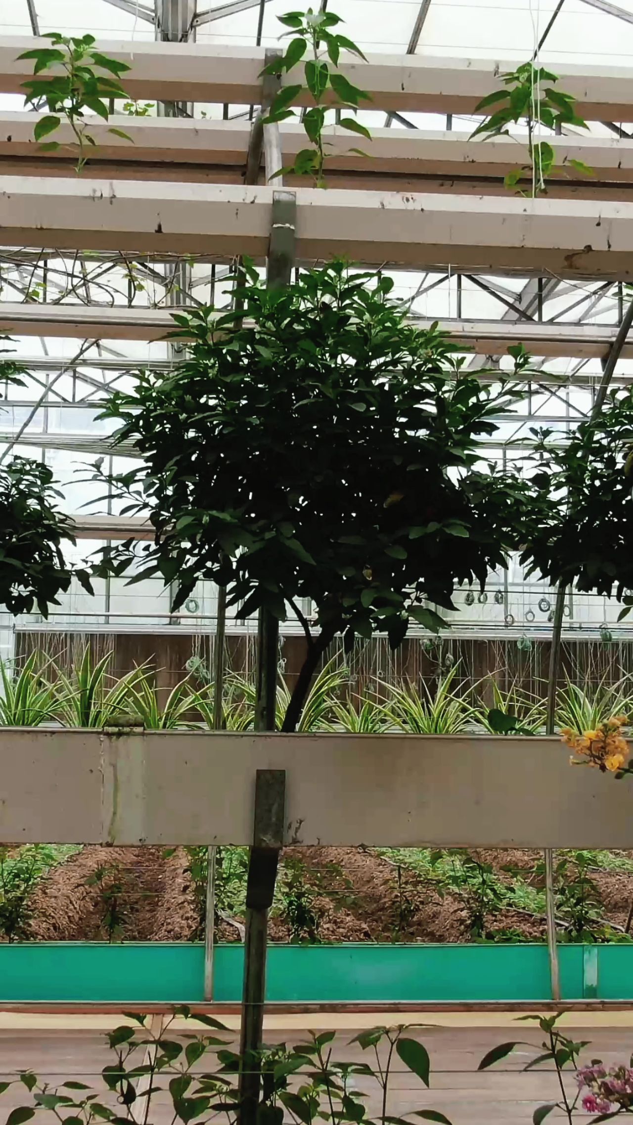 现代农业无土种植邮寄蔬菜
