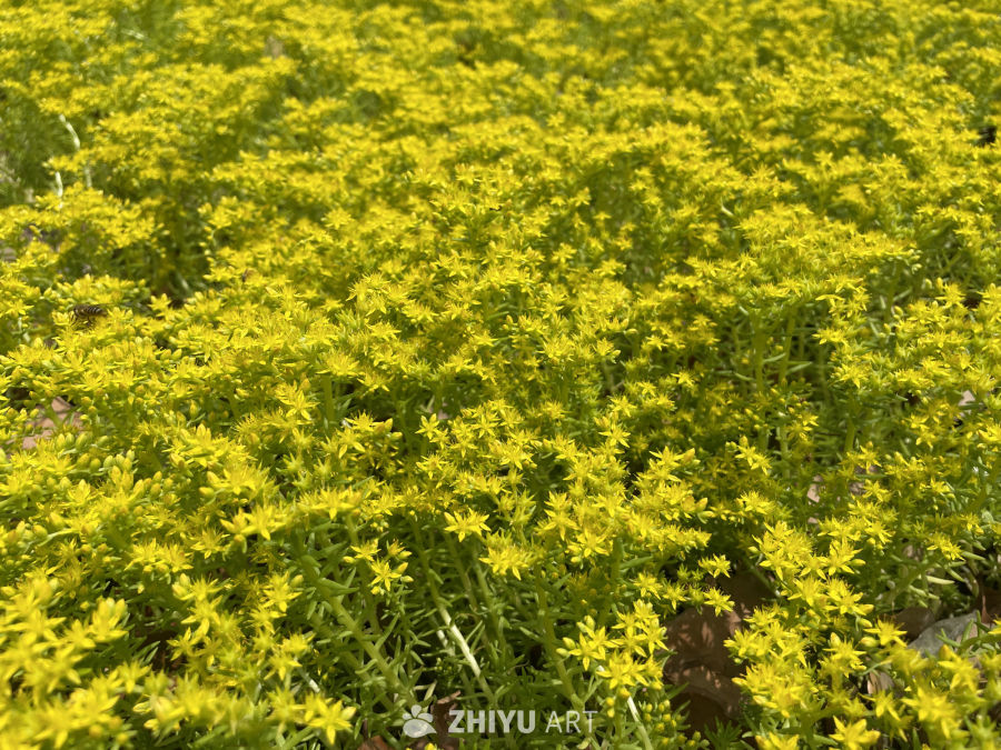 春季花卉 23