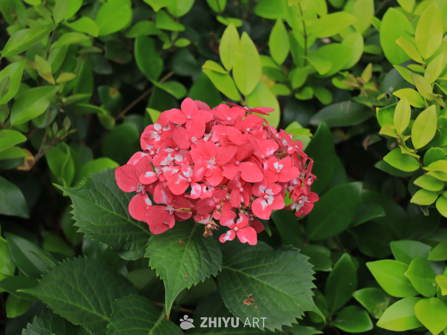 粉红绣球花与绿叶