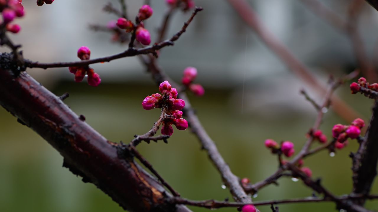 春雨中的桃花