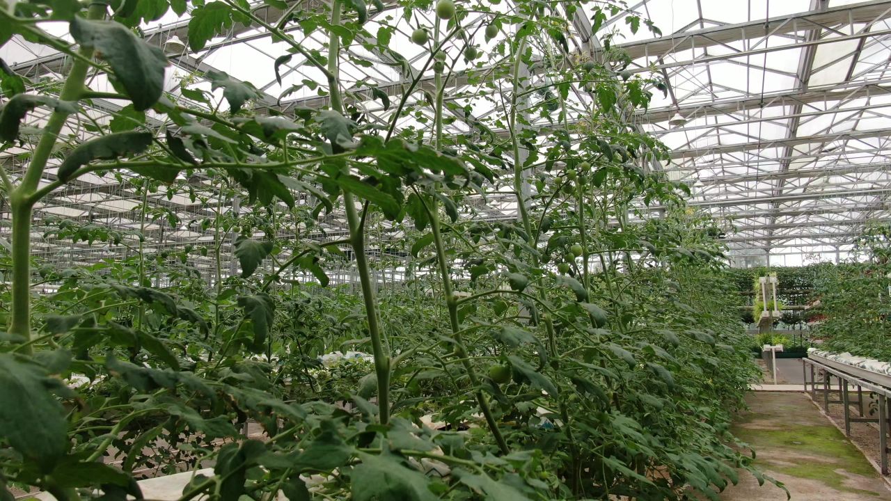 大棚有机蔬菜农业种植 