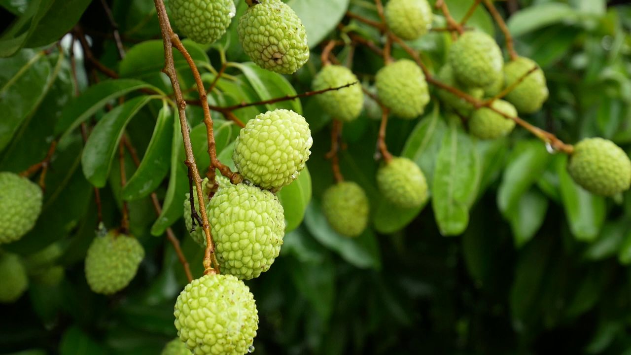 荔枝新果