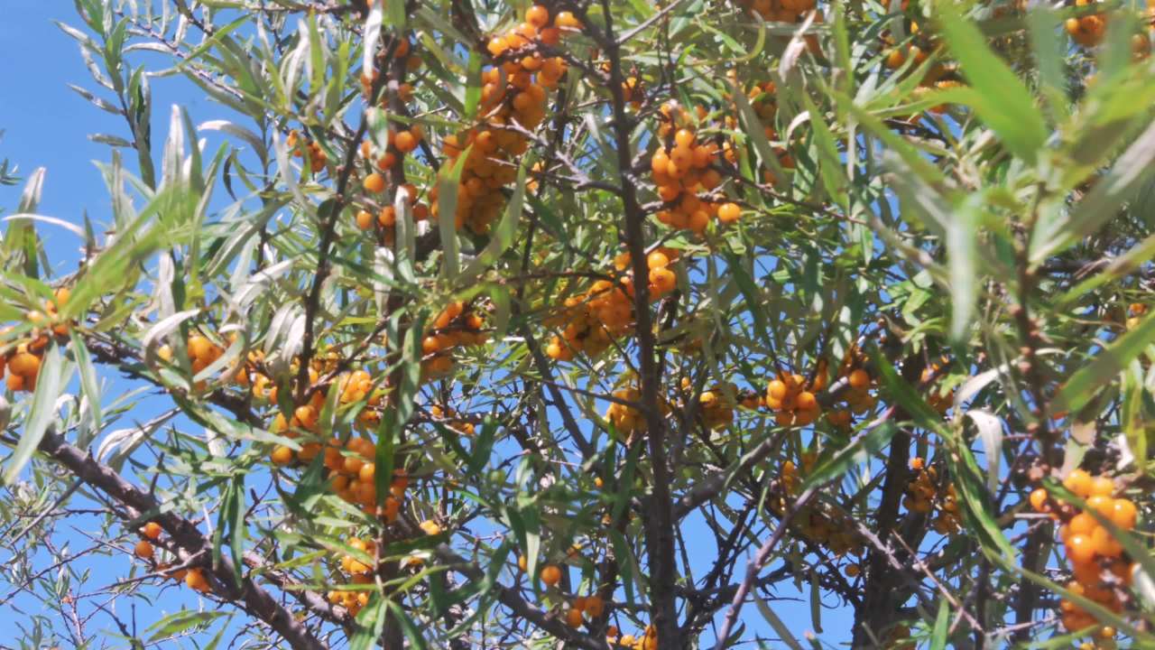 挂满金黄沙棘果的沙棘树