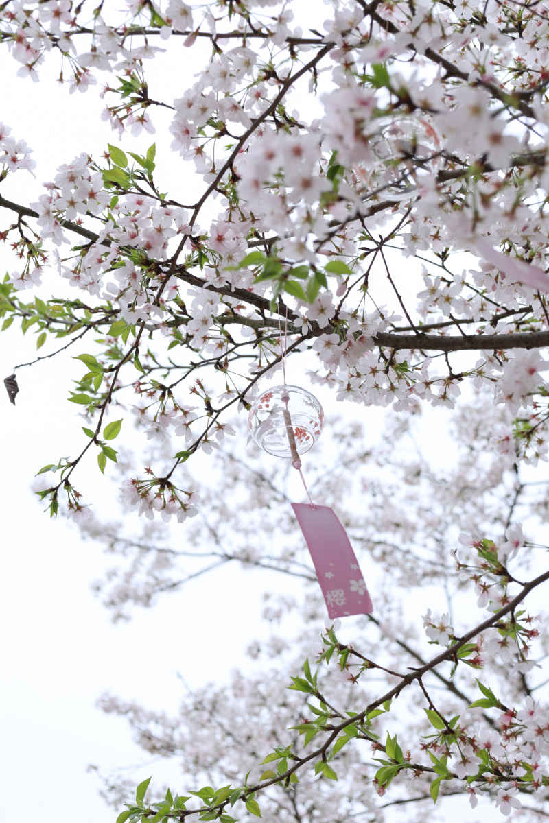 樱花风铃