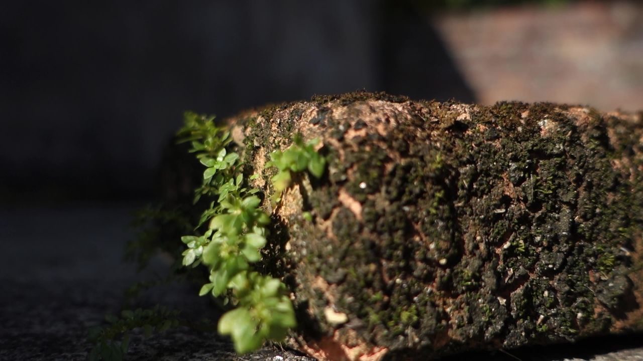 长着苔藓植物的砖头