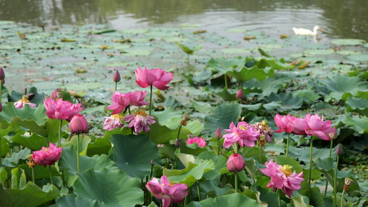 荷花 37