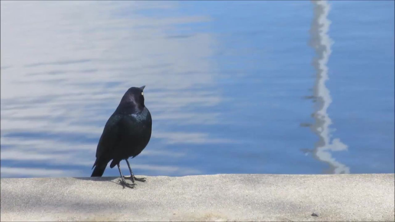 黑鸟鸟动物湖水