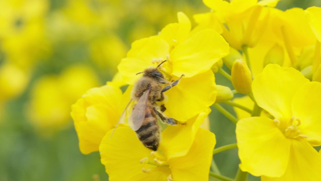 油菜花蜜蜂采蜜特写微距4K实拍