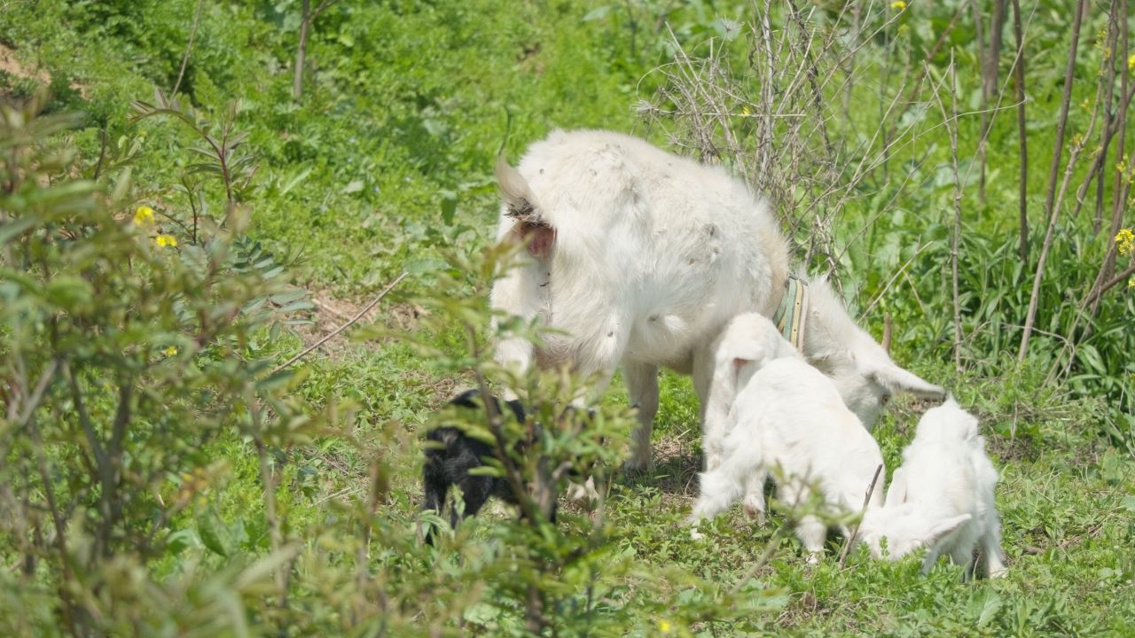 农村天然喂养散养山羊家畜 29